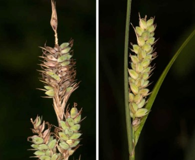 Carex buxbaumii