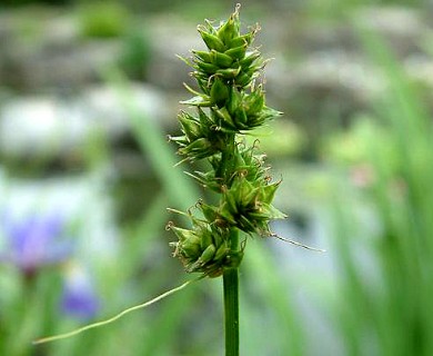 Carex cephalophora