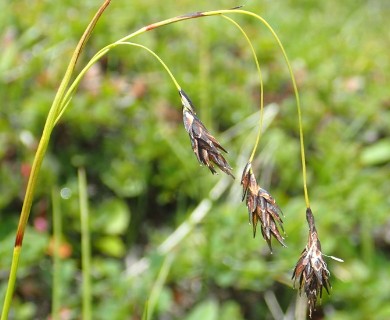 Carex fuliginosa