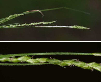 Carex gracillima