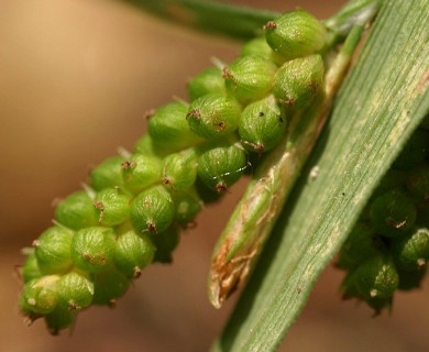 Carex granularis