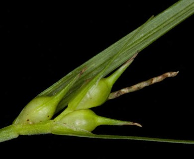 Carex jamesii