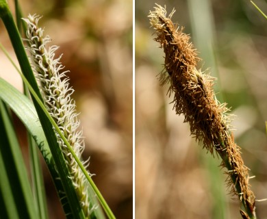 Carex lacustris