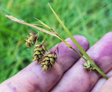 Carex magellanica