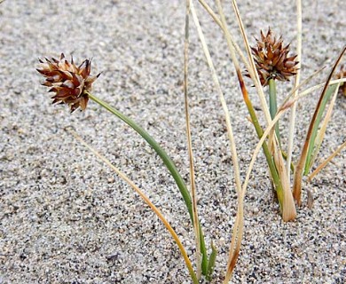 Carex maritima