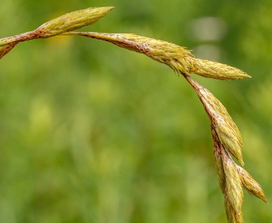 Carex muskingumensis