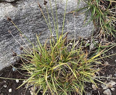 Carex norvegica