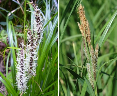 Carex obnupta