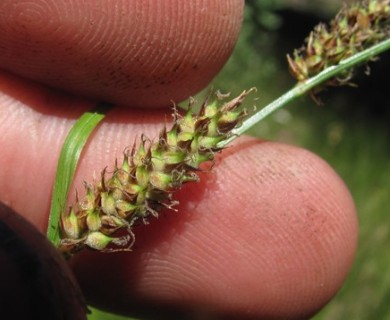 Carex pellita