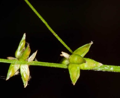 Carex radiata