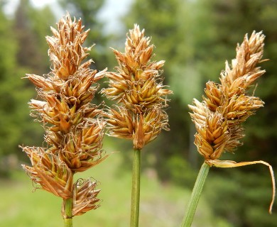 Carex sartwellii