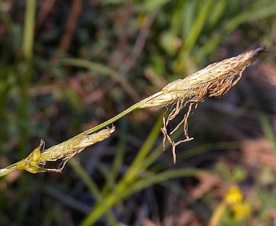 Carex sprengelii