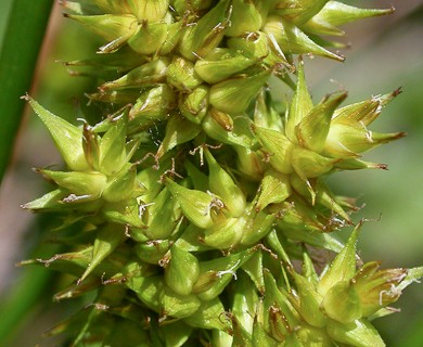 Carex stipata