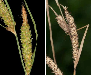 Carex stricta