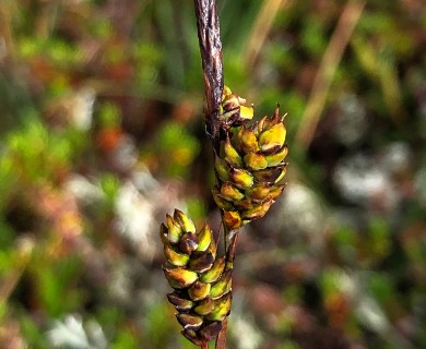 Carex stylosa