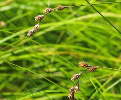 Carex tenera