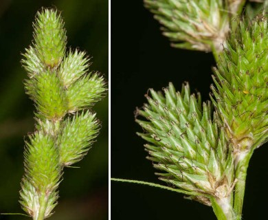 Carex tribuloides