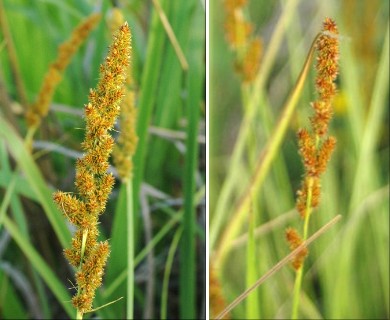 Carex vulpinoidea