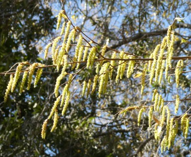 Carpinus caroliniana