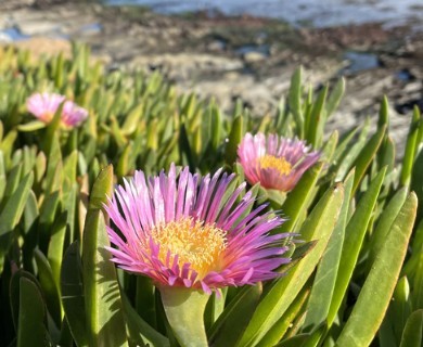 Carpobrotus chilensis