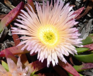 Carpobrotus edulis