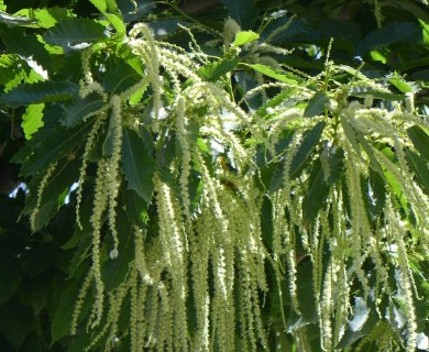 Castanea dentata