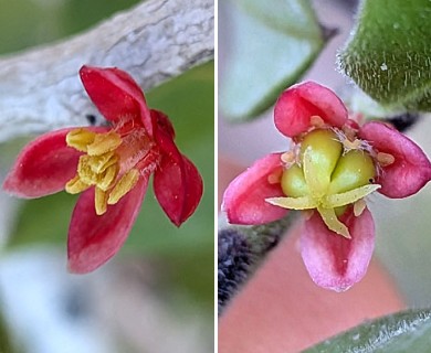 Castela peninsularis