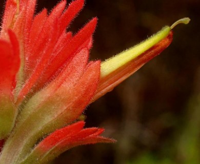 Castilleja affinis