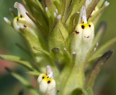 Castilleja attenuata