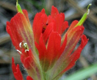 Castilleja brevilobata