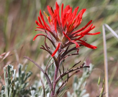 Castilleja chromosa