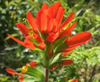 Castilleja coccinea