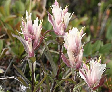 Castilleja elegans