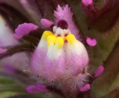 Castilleja exserta