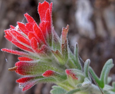 Castilleja foliolosa