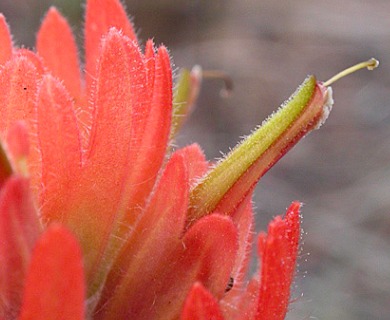 Castilleja hispida