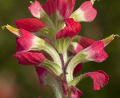 Castilleja indivisa