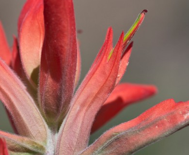 Castilleja integra