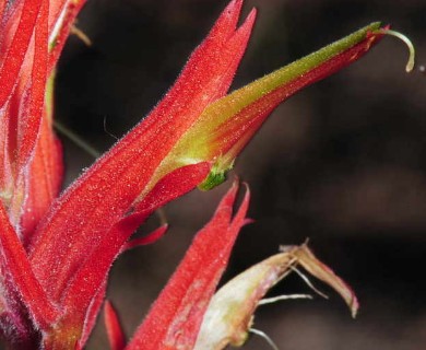 Castilleja linariifolia