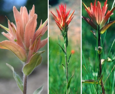 Castilleja miniata