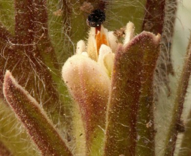 Castilleja pilosa