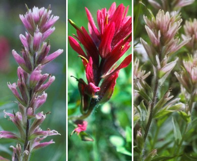 Castilleja rhexiifolia