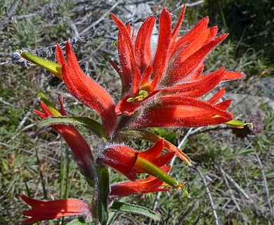 Castilleja subinclusa