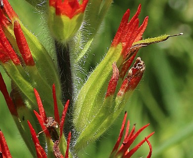 Castilleja suksdorfii