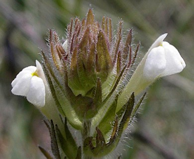 Castilleja tenuis