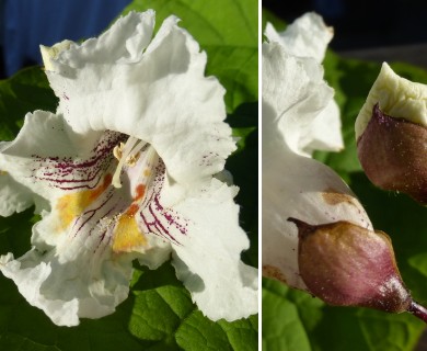 Catalpa speciosa