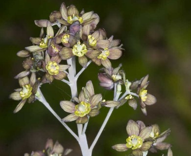 Caulophyllum thalictroides