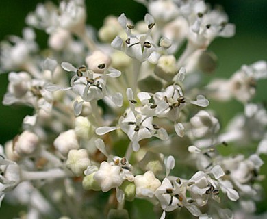 Ceanothus americanus