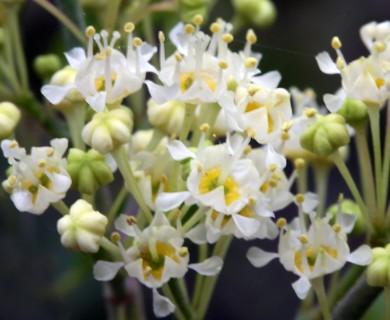 Ceanothus cordulatus