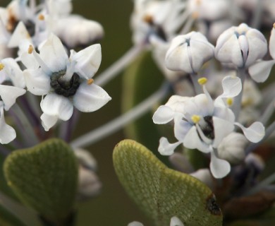 Ceanothus cuneatus